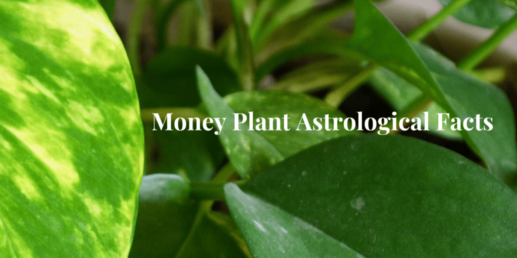 Money Plant